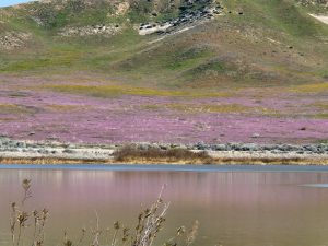 The desert bloom