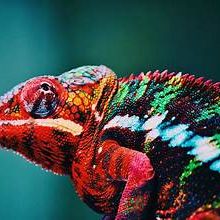chameleon