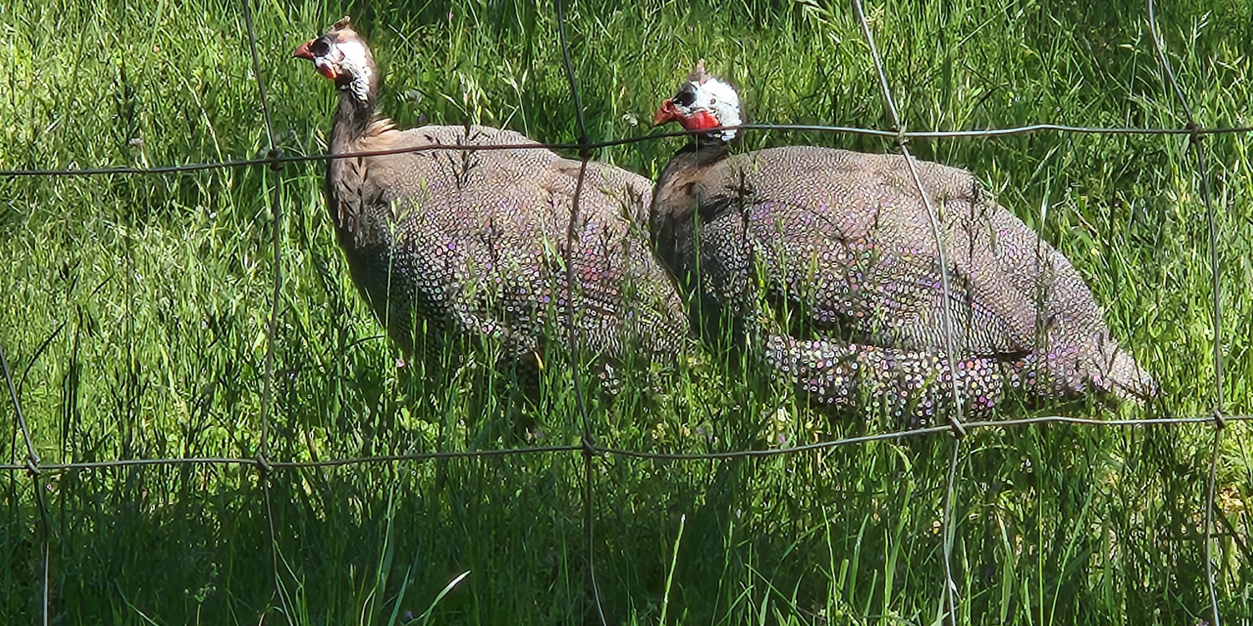 20240619_153218 guinea fowl